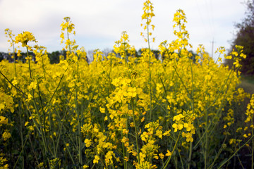 Bright yellow flowers of a genetically bred plant - rapeseed.Napus cabbage in a field in spring. Close-up. Production of oil, fuel, perfume, livestock feed.