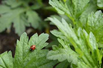 ladybug