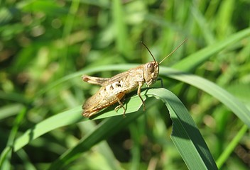 Brown grasshopper on grass in the meadow, closeup