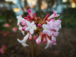 Colorful and fresh red and white blossoms in spring