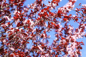 Beautiful blooming flowers on tree branch