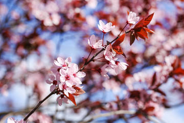 Beautiful blooming flowers on tree branch