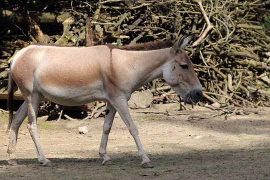 Onager Bilder – Durchsuchen 625 Archivfotos, Vektorgrafiken und Videos ...