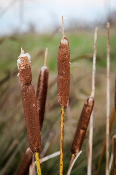 Bumskeulen im Herbst