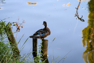 Ente auf Pfahl am Teich