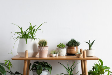 Scandinavian room interior with plants, cacti and succulents composition in design and hipster pots on the brown shelf. White walls. Modern and floral concept of home garden. Nature love.