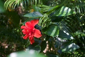 Mahogany Bay