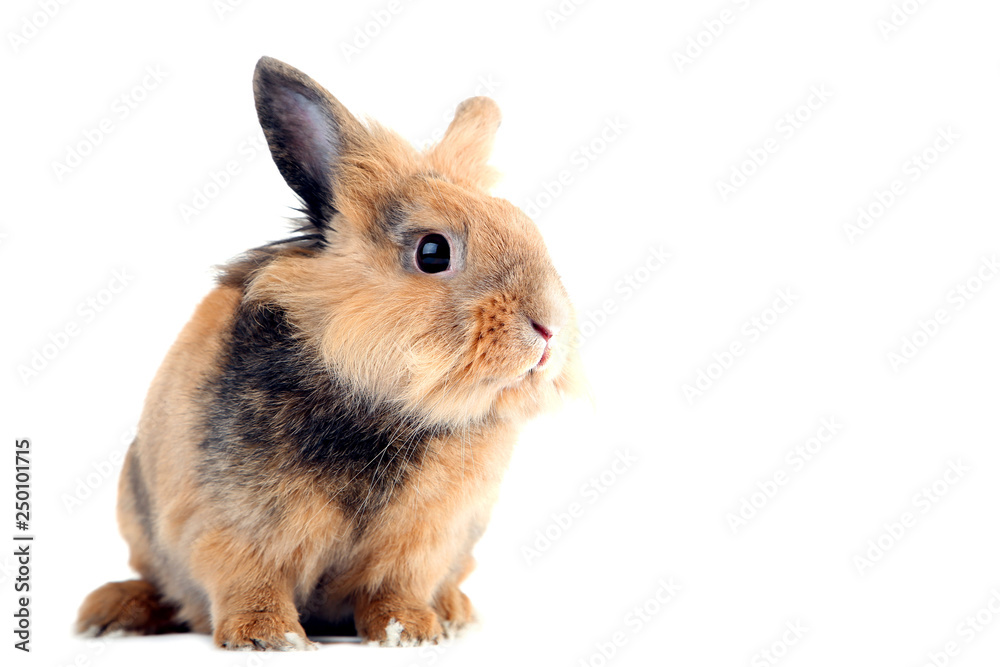 Wall mural brown rabbit isolated on white background