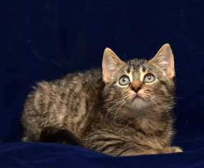 striped little kitten on a blue