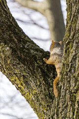 Squirrel Watching in Tree