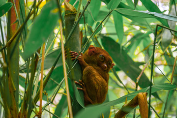 The smallest primate - Carlito Syrichta in Tarsier Sanctuary in Bohol Island, Philippines