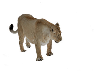 Fototapeta na wymiar Young Asiatic lioness (Panthera leo persica) on white background
