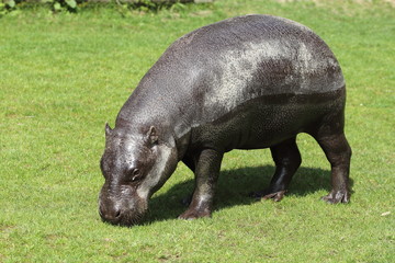 pygmy hippopotamus    (Choeropsis liberiensis) (Hexaprotodon liberiensis)