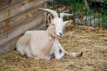 Horned beige goat