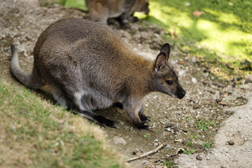 Portrait of australian kangaroo (marsupial)
