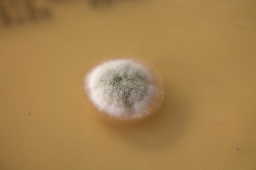 Schimmelpilz in Petrischale Makro © Jessica