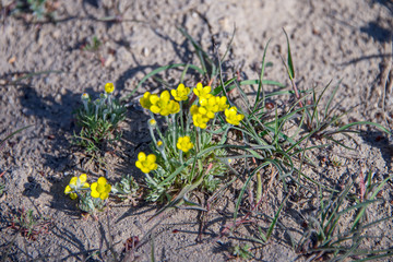 Гусиный лук