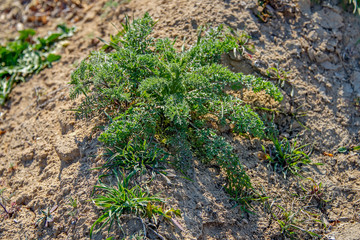 Растительност Мангыстау