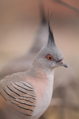 Crested Pigeon