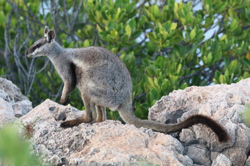 Black-footed Wallaby