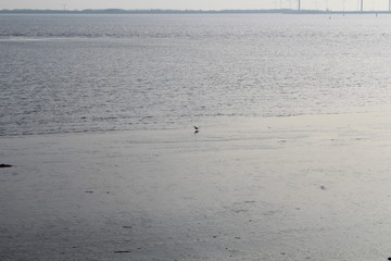 A water runner in the Wadden Sea