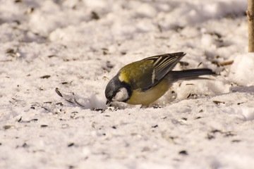 Tit in the snow pecks food