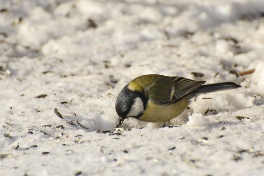 Tit in the snow pecks food - Powered by Adobe
