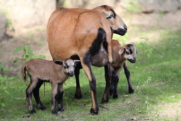 Cameroon dwarf blackbelly sheep