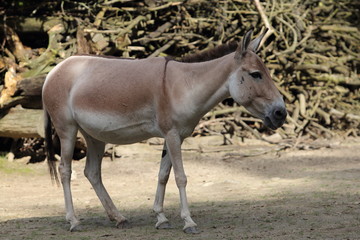 Kulan  onager  (Equus hemionus)
