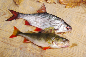 Roach and perch on a wooden texture