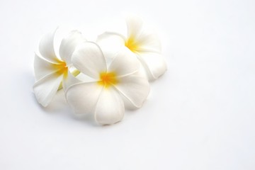Soft image of white plumeria flowers are blooming on white background, close up with copy space
