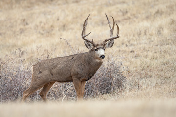 Mule deer buck during autumn rut