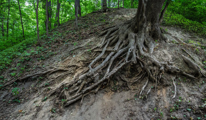 Large roots of an old tree