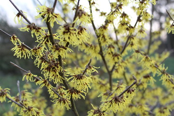 the witch hazel flowers yellow