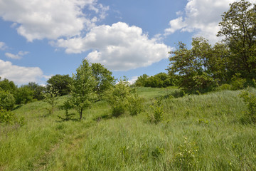 View of green grassy hillside with bushes and small trees.