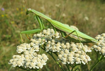 Naklejka premium Green mantis on a yarrow flowers in the meadow, closeup