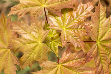 Spring leaves background