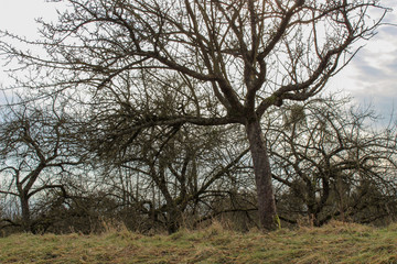 Baum Wald