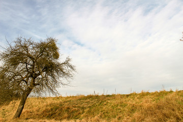 Baum Feld Wiese