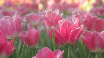 Blurred image, beautiful tulip flower in garden for nature background
