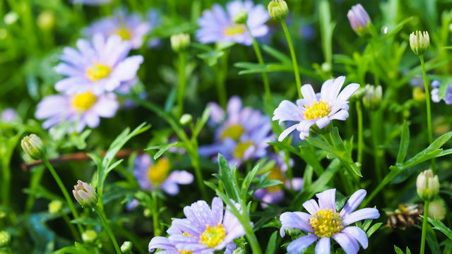 Blurred image, beautiful flower in garden for nature background