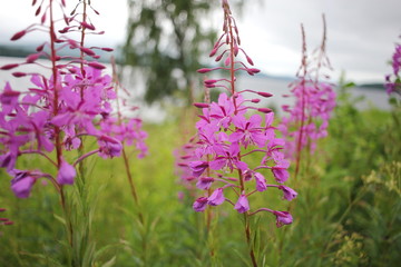 Purple willowherb flowers