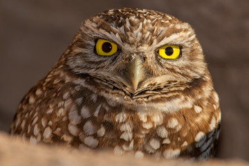 Burrowing owl