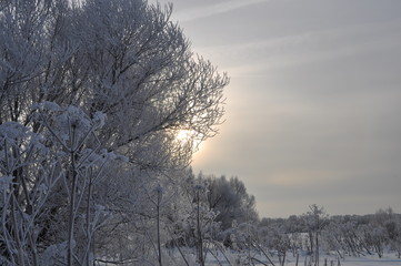 winter landscape