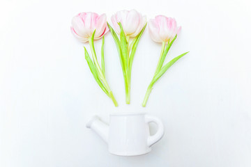 Spring greeting card. Bouquet of fresh light pastel pink tulips flowers small toy watering can vase on white background. Happy holiday mother day valentine day concept. Flat lay top view copy space