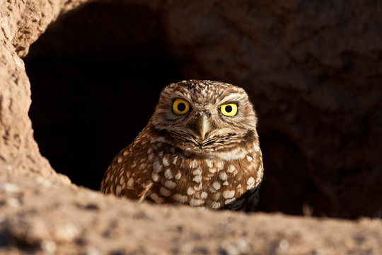 Burrowing owl