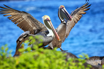Brown pelicans on Espanola Island, Galapagos National park, Ecuador