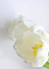 Naklejka na ściany i meble white tulip on the white background