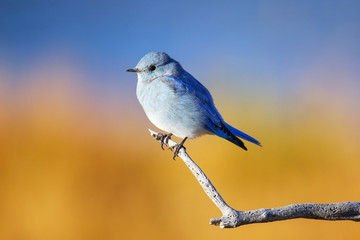 Male mountain bluebird sitting on a stick