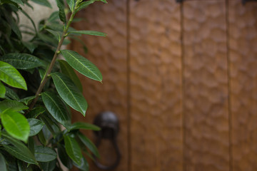 soft focus garden outdoor environment with green bush leaves foreground and unfocused wooden brown door background, copy space